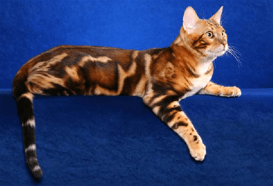 Бенгальская кошка, окрас тэбби 